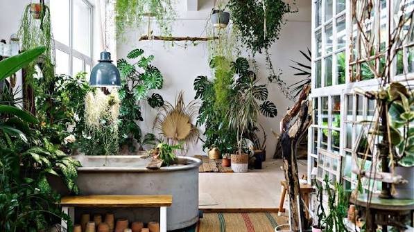 Indoor House Plants Aesthetic
